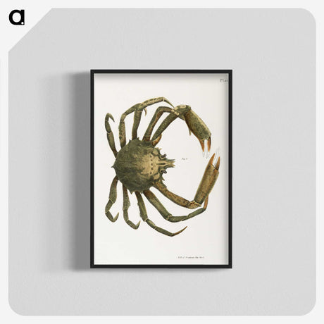 1-16_Zoology-of-New-York_blk-crop