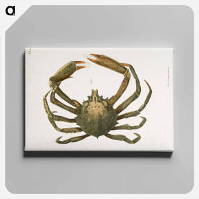 アートパネル-Spider crab illustration from Zoology of New York by James Ellsworth De Kay - ニューヨークの動物学 Canvas.