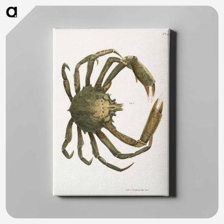 1-16_Zoology-of-New-York_canvas