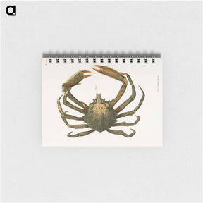 アートメモ帳-Spider crab illustration from Zoology of New York by James Ellsworth De Kay - ニューヨークの動物学 Memo.