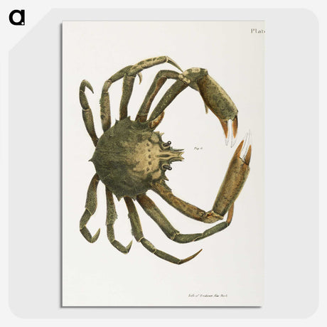 1-16_Zoology-of-New-York_picture-crop