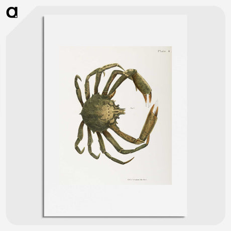 1-16_Zoology-of-New-York_picture