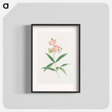 Japanese red on white blossoms - 19世紀の日本の花 Poster.
