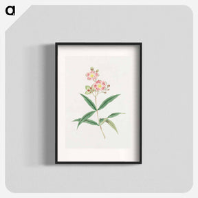 アートポスター-Japanese red on white blossoms - 19世紀の日本の花 Poster.
