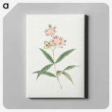 1-17_19th-Century-Japanese-Flowers_canvas