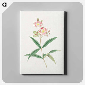 アートパネル-Japanese red on white blossoms - 19世紀の日本の花 Canvas.