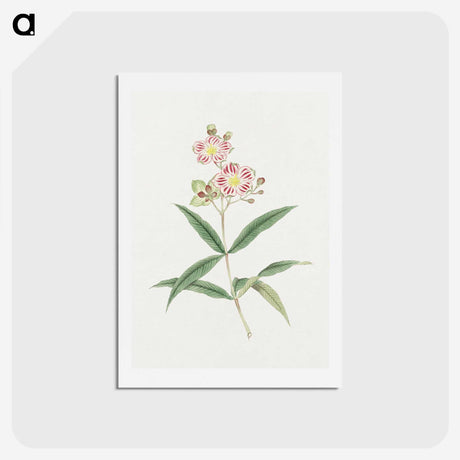 1-17_19th-Century-Japanese-Flowers_hagaki