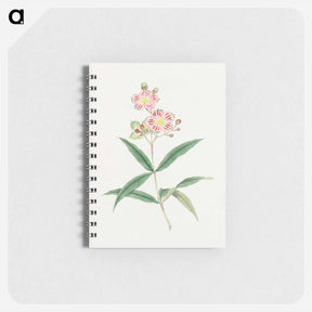 アートメモ帳-Japanese red on white blossoms - 19世紀の日本の花 Memo.