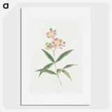 1-17_19th-Century-Japanese-Flowers_picture