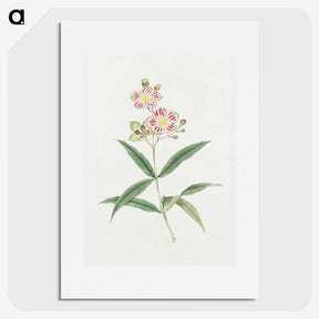 1-17_19th-Century-Japanese-Flowers_picture