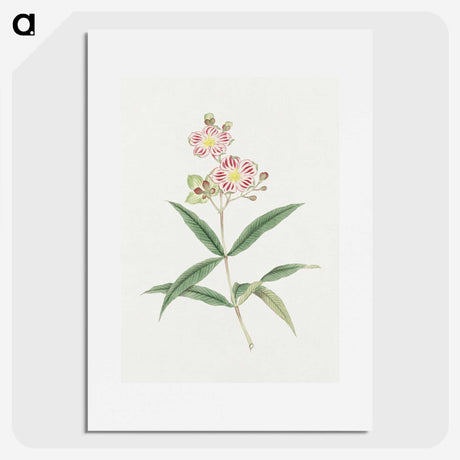 1-17_19th-Century-Japanese-Flowers_picture