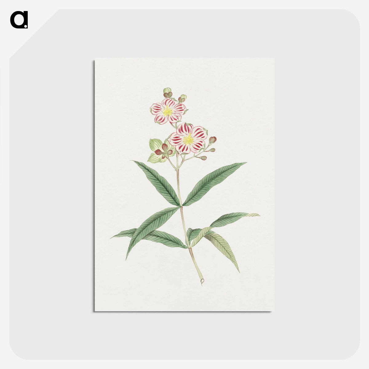 1-17_19th-Century-Japanese-Flowers_postcard