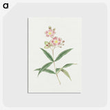 1-17_19th-Century-Japanese-Flowers_postcard