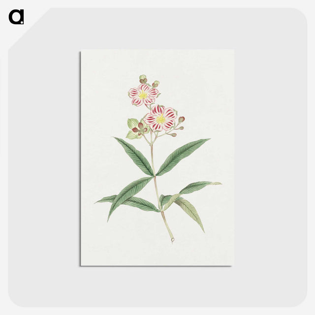 1-17_19th-Century-Japanese-Flowers_postcard