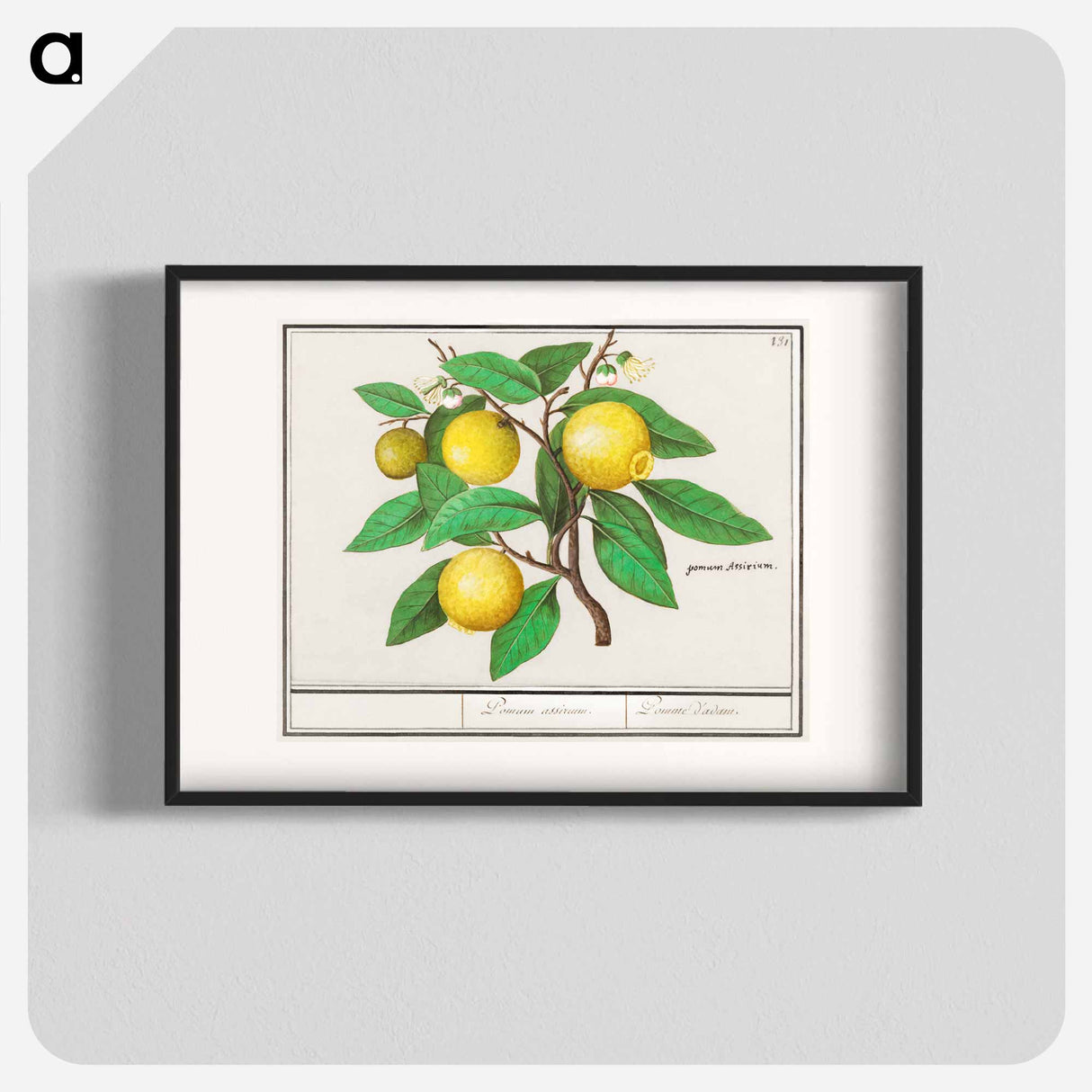 Lemon - アンセルムス ボエティウス デ ブート Poster.