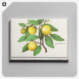 1-17_Anselmus-Boetius-de-Boodt_canvas
