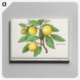 1-17_Anselmus-Boetius-de-Boodt_canvas