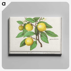 1-17_Anselmus-Boetius-de-Boodt_canvas