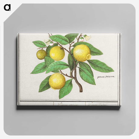 1-17_Anselmus-Boetius-de-Boodt_canvas