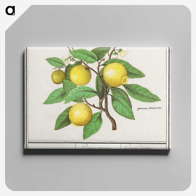 1-17_Anselmus-Boetius-de-Boodt_canvas