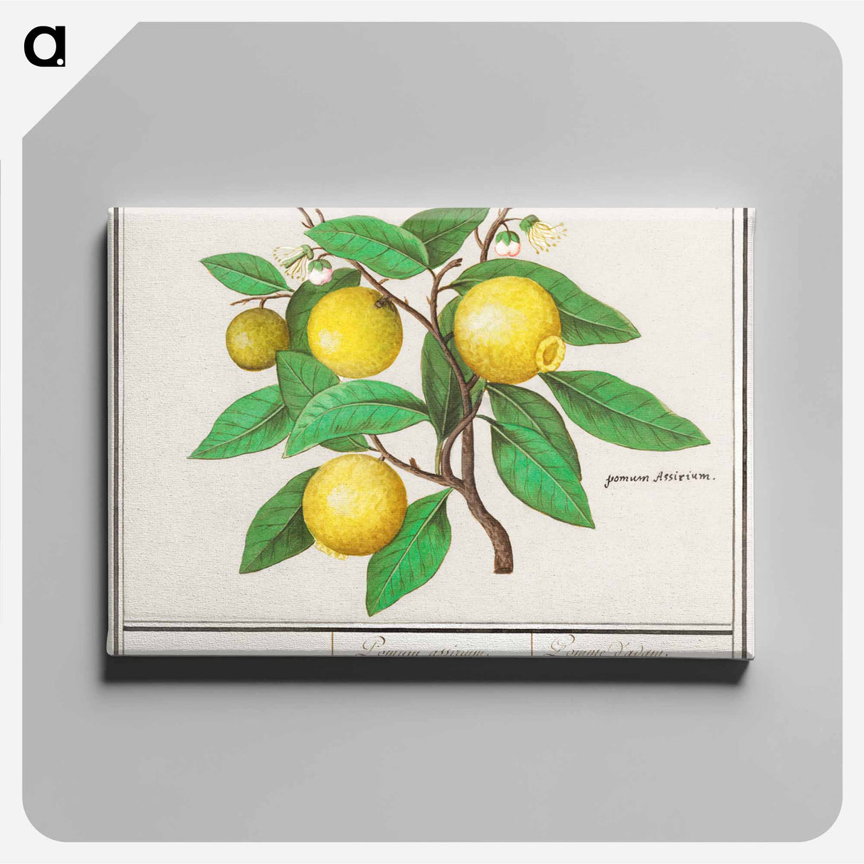Lemon - アンセルムス ボエティウス デ ブート Canvas.