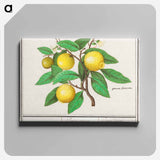 Lemon - アンセルムス ボエティウス デ ブート Canvas.