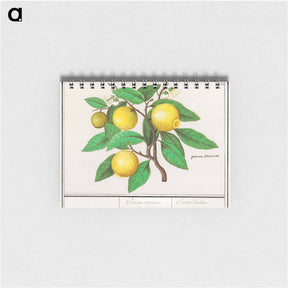 アートメモ帳-Lemon - アンセルムス ボエティウス デ ブート Memo.