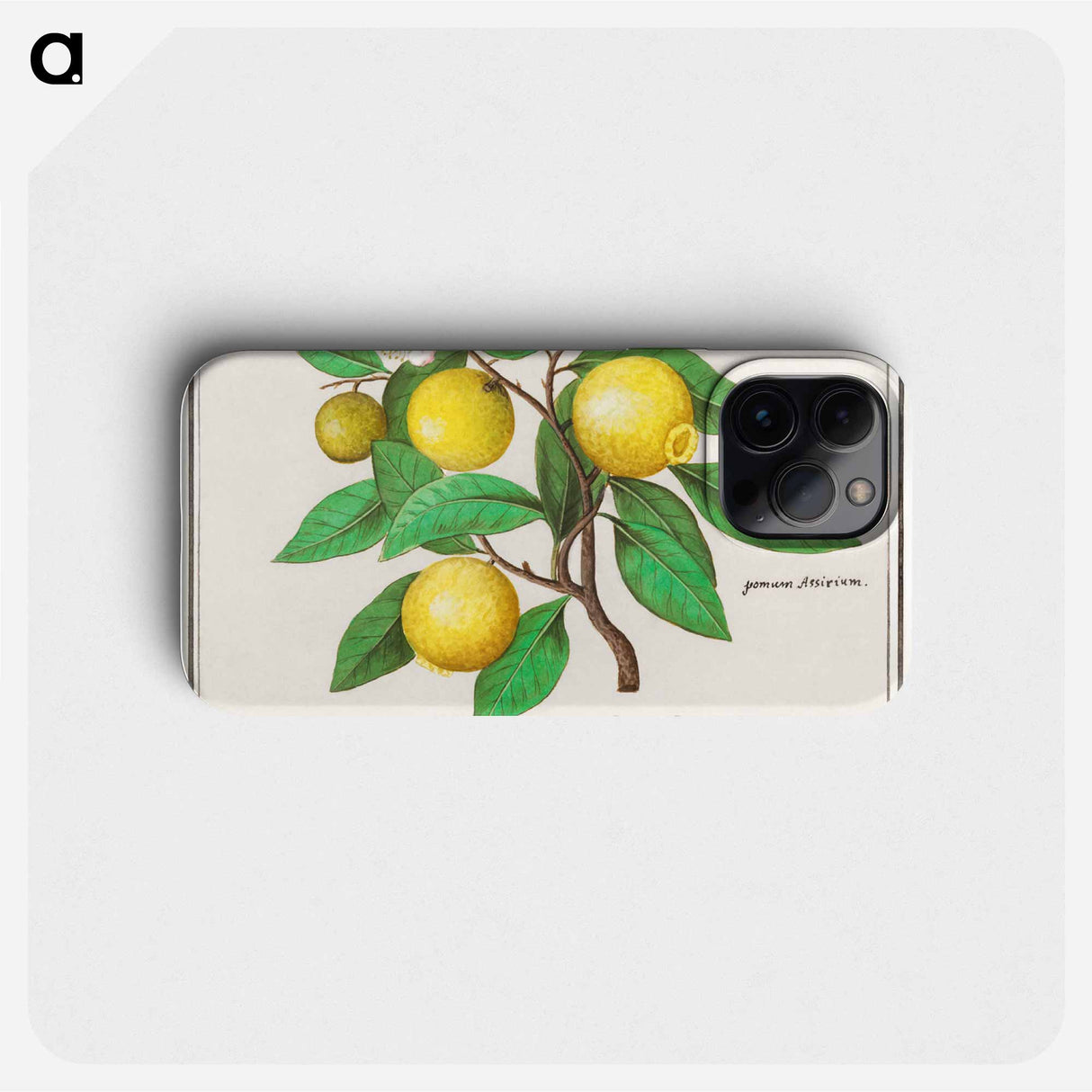 Lemon - アンセルムス ボエティウス デ ブート Phone Case.