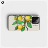 Lemon - アンセルムス ボエティウス デ ブート Phone Case.