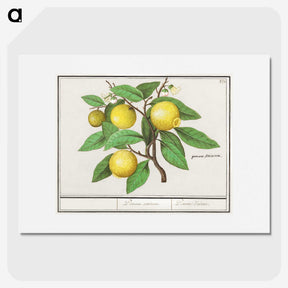 1-17_Anselmus-Boetius-de-Boodt_picture