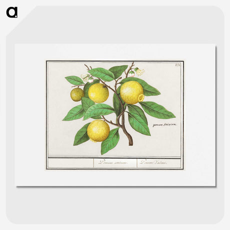1-17_Anselmus-Boetius-de-Boodt_picture