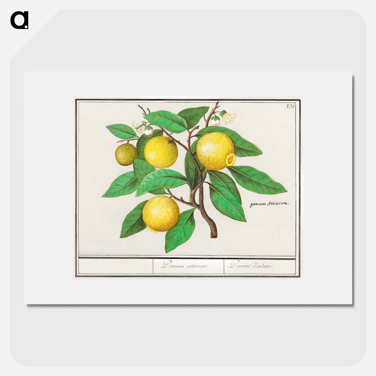 Lemon - アンセルムス ボエティウス デ ブート Poster.