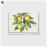 1-17_Anselmus-Boetius-de-Boodt_postcard