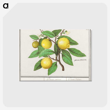 1-17_Anselmus-Boetius-de-Boodt_postcard