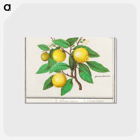 アートポストカード-Lemon - アンセルムス ボエティウス デ ブート Postcard.