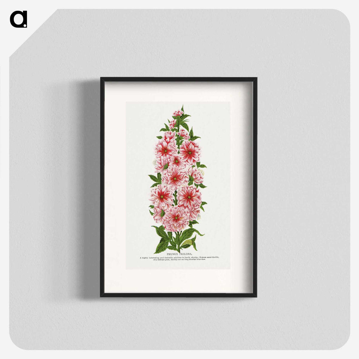 1-17_Botanical-Specimen-Plates_blk