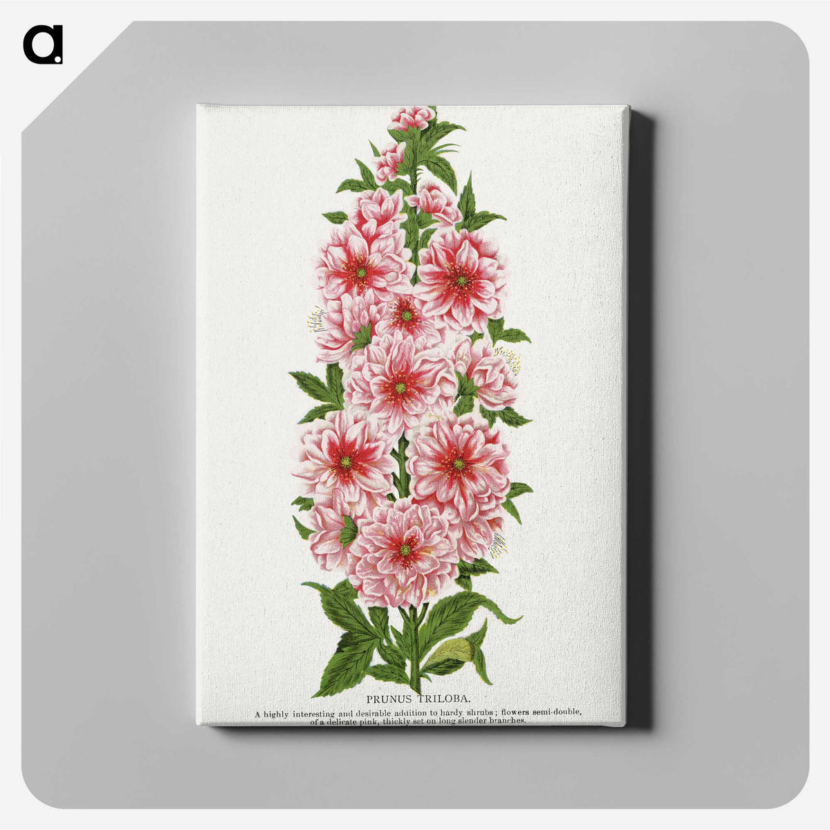 1-17_Botanical-Specimen-Plates_canvas