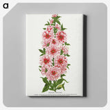 1-17_Botanical-Specimen-Plates_canvas