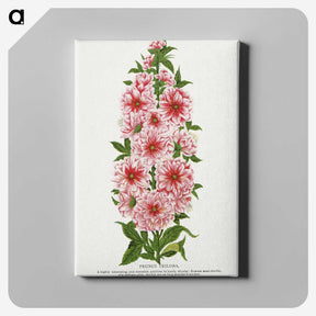 1-17_Botanical-Specimen-Plates_canvas