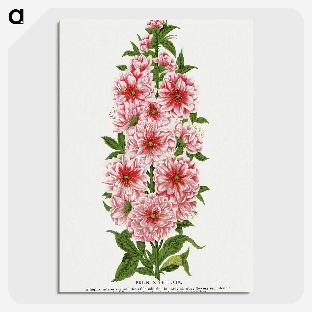 1-17_Botanical-Specimen-Plates_picture-crop