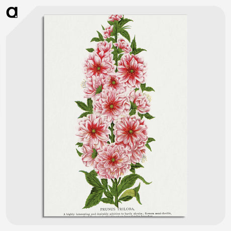 1-17_Botanical-Specimen-Plates_picture-crop