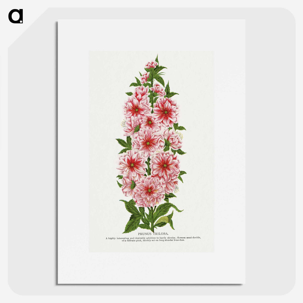 1-17_Botanical-Specimen-Plates_picture
