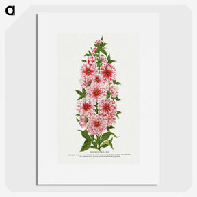 1-17_Botanical-Specimen-Plates_picture