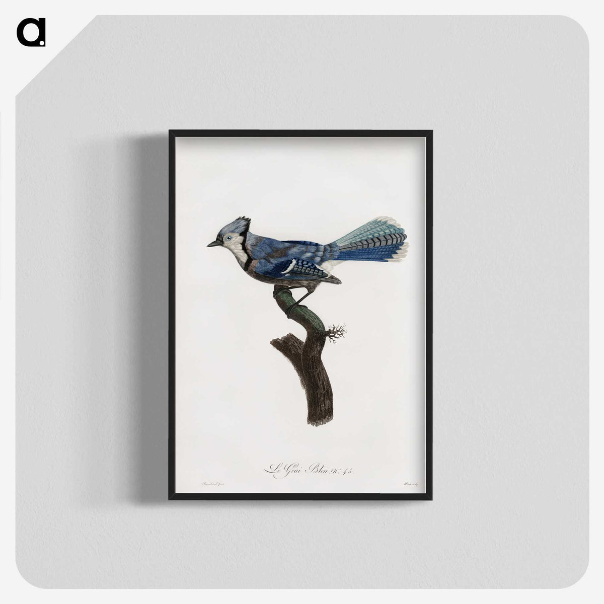1-17_Des-Oiseaux-de-Paradis_blk-crop