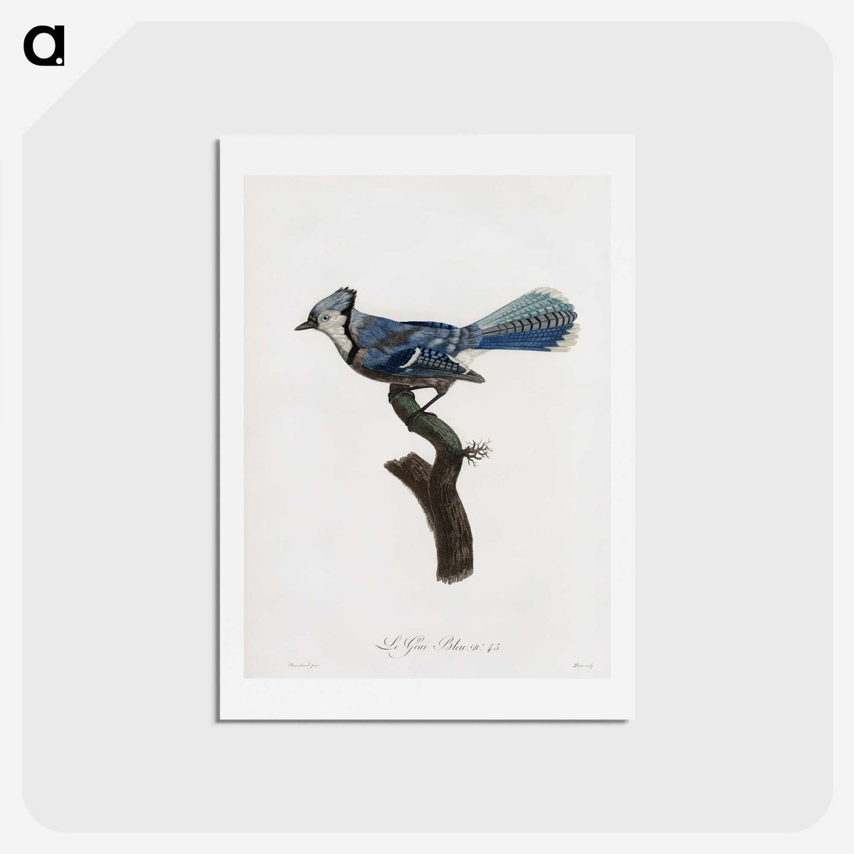 1-17_Des-Oiseaux-de-Paradis_hagaki