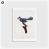 1-17_Des-Oiseaux-de-Paradis_hagaki