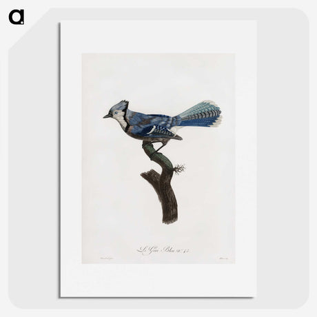 1-17_Des-Oiseaux-de-Paradis_picture