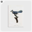 1-17_Des-Oiseaux-de-Paradis_postcard