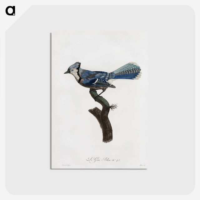 1-17_Des-Oiseaux-de-Paradis_postcard