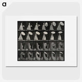1-17_Eadweard-Muybridge_picture